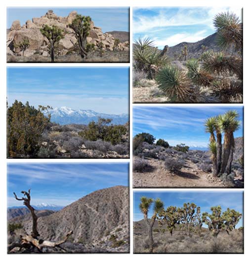 Joshua Tree Natl Park