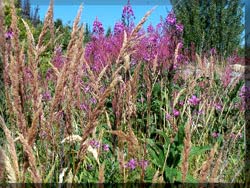 Fireweed